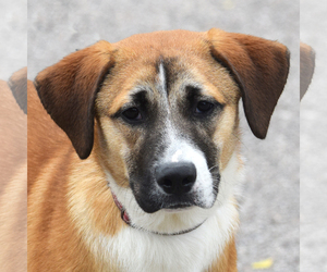 Australian Retriever Dogs for adoption in Huntley, IL, USA