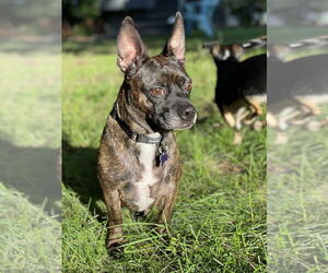Mutt Dogs for adoption in Oak Bluffs, MA, USA
