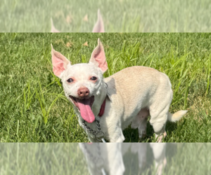 Chihuahua-Unknown Mix Dogs for adoption in Foristell, MO, USA
