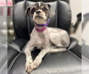 Shih Tzu Dogs for adoption in Aurora, CO, USA