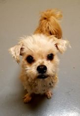 Maltese Dogs for adoption in Perth Amboy, NJ, USA