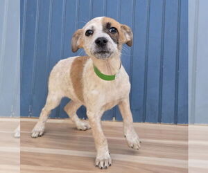 German Shepherd Dog-Unknown Mix Dogs for adoption in Lakewood, CO, USA