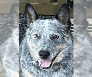 Mutt Dogs for adoption in Cookeville, TN, USA