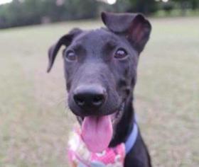 Small Labrador Retriever Mix