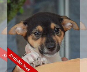 Australian Shepherd-Unknown Mix Dogs for adoption in Huntley, IL, USA