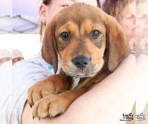 Retriever -Unknown Mix Dogs for adoption in Washington, DC, USA