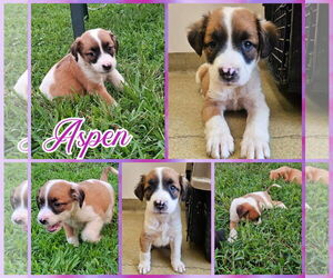 Border Collie-Unknown Mix Dogs for adoption in Blacksburg, SC, USA