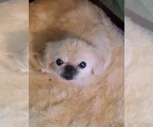 Pekingese Dogs for adoption in Oakdale, TN, USA