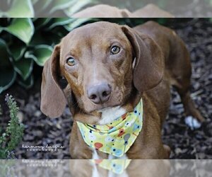 Dachshund Dogs for adoption in Nashville, TN, USA