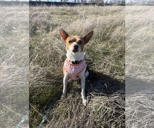 Chihuahua-Unknown Mix Dogs for adoption in Chico, CA, USA