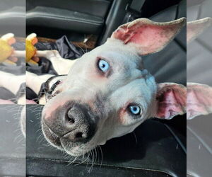 American Pit Bull Terrier-Dalmatian Mix Dogs for adoption in Westmont, IL, USA