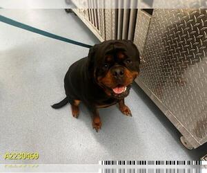 Rottweiler Dogs for adoption in West Palm Beach, FL, USA