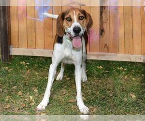 American Foxhound Dogs for adoption in West Valley, UT, USA