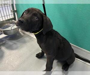 Labrador Retriever-Unknown Mix Dogs for adoption in Visalia, CA, USA