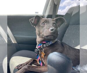 Italian Greyhound-Unknown Mix Dogs for adoption in Denton, TX, USA