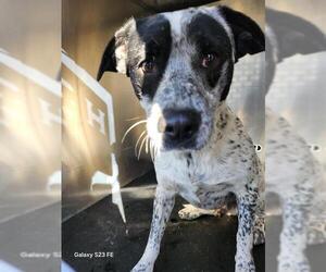 Mutt Dogs for adoption in San Antonio, TX, USA