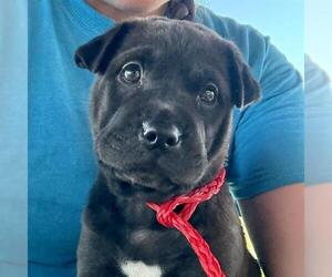 Chinese Shar-Pei-Unknown Mix Dogs for adoption in Camarillo, CA, USA