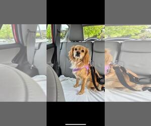 Cocker Spaniel-Unknown Mix Dogs for adoption in Hayward, CA, USA