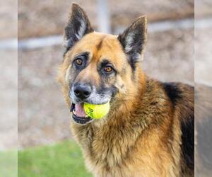 German Shepherd Dog Dogs for adoption in Camarillo, CA, USA