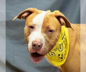 Mutt Dogs for adoption in Sanford, FL, USA