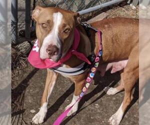 Bullboxer Pit Dogs for adoption in Hull, MA, USA