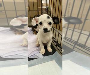 Dachshund Dogs for adoption in Cushing, OK, USA