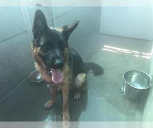 German Shepherd Dog Dogs for adoption in Pasadena, CA, USA
