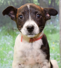 Jack Russell Terrier Dogs for adoption in Denver, CO, USA