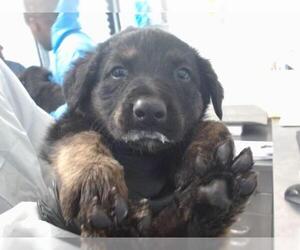 German Shepherd Dog Dogs for adoption in San Bernardino, CA, USA