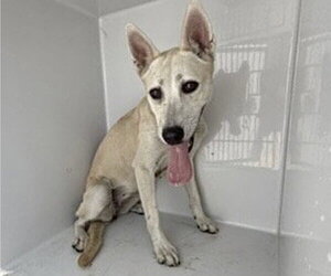 Alaskan Malamute Dogs for adoption in Houston, TX, USA
