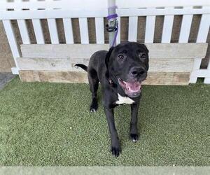 Labrador Retriever-Unknown Mix Dogs for adoption in Modesto, CA, USA