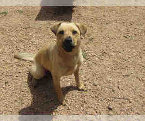 Black Mouth Cur-Labrador Retriever Mix Dogs for adoption in Plano, TX, USA