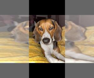 Beagle Dogs for adoption in San Antonio, TX, USA