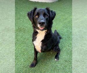 Border Collie Dogs for adoption in San Francisco, CA, USA