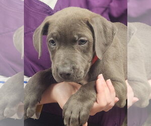 American Staffordshire Terrier-Bulldog Mix Dogs for adoption in Oakland Park, FL, USA