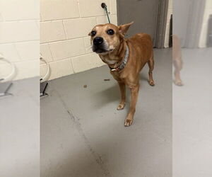 Mutt Dogs for adoption in Sanford, FL, USA