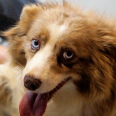 Australian Shepherd Dogs for adoption in Bealeton, VA, USA