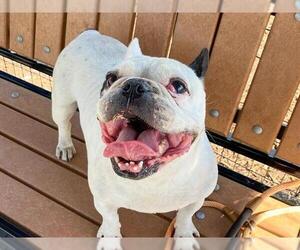 French Bulldog Dogs for adoption in Orange, CA, USA