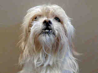 Shih Tzu Dogs for adoption in San Clemente, CA, USA