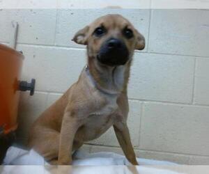 German Shepherd Dog Dogs for adoption in Downey, CA, USA