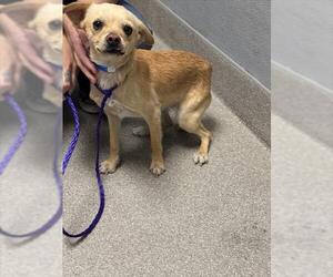Chihuahua-Unknown Mix Dogs for adoption in Las Vegas, NV, USA
