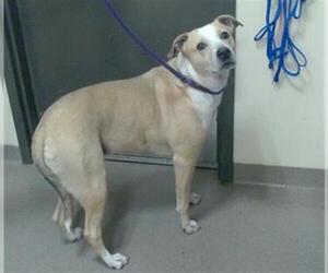 Labrador Retriever-Unknown Mix Dogs for adoption in Denver, CO, USA