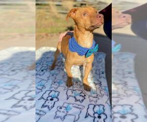 Chiweenie Dogs for adoption in Temple, GA, USA