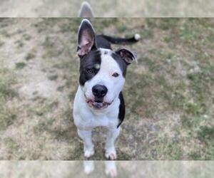 American Staffordshire Terrier Dogs for adoption in Glen Allen, VA, USA