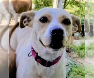 Jack Russell Terrier-Labrador Retriever Mix Dogs for adoption in Maryville, TN, USA