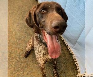 German Shorthaired Pointer Dogs for adoption in Lindon, UT, USA
