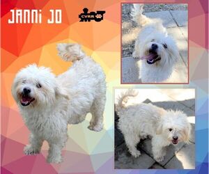 Havanese-Unknown Mix Dogs for adoption in Lindsay, CA, USA