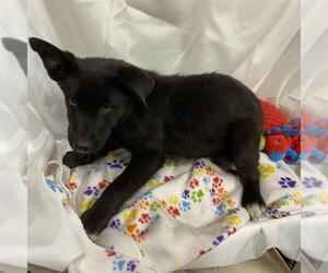 German Shepherd Dog-Unknown Mix Dogs for adoption in Modesto, CA, USA