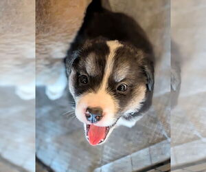 Border Collie Dogs for adoption in Holly Springs, NC, USA