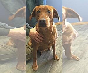 Labrador Retriever Dogs for adoption in Minneapolis, MN, USA